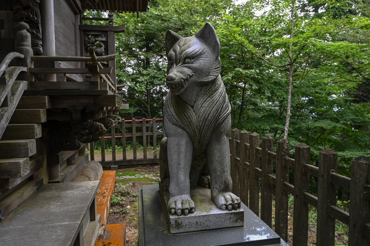 レンゲショウマ・御岳山